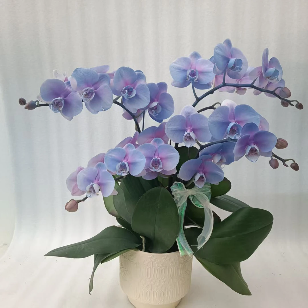 【极光】蝴蝶兰好养耐养花期长苗情优质 基地直发