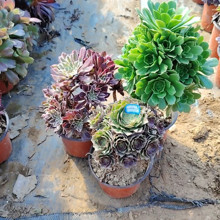 43号老桩法师3颗