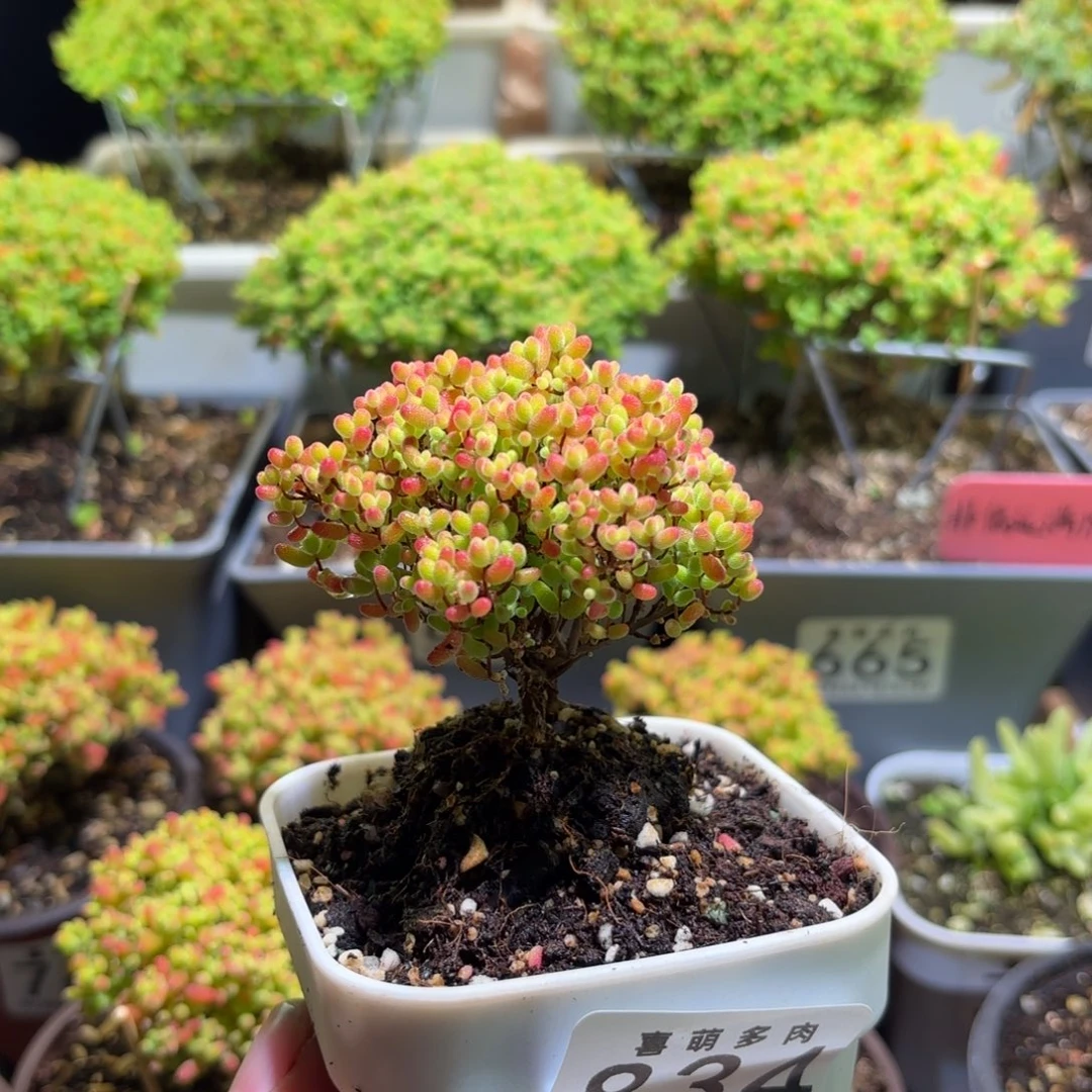 枝干番杏密橘糖球834