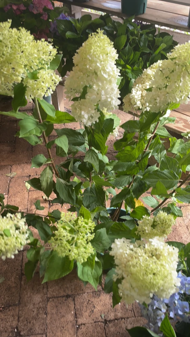 中华木绣球盆栽耐热抗冻适合庭院阳台种植花卉