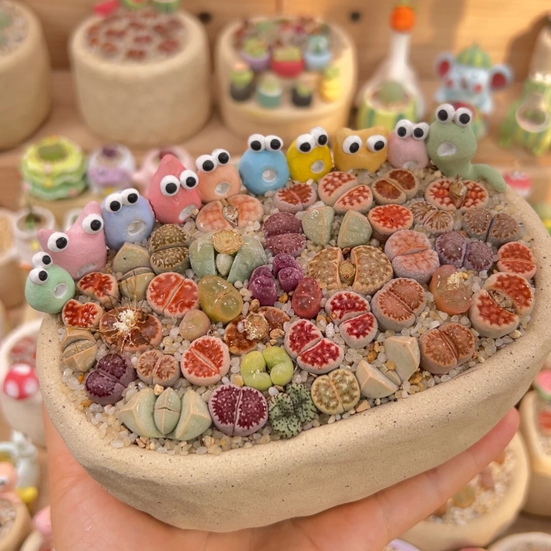 多肉植物16号彩色