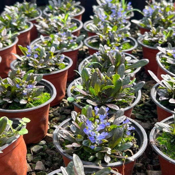 【花总汇】直播间专属福利 8颗巧克力110口径筋骨草