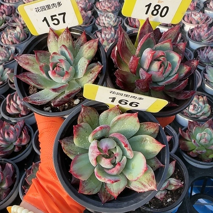 *****157、180、166 惊鸿仙子多肉植物6-9cm