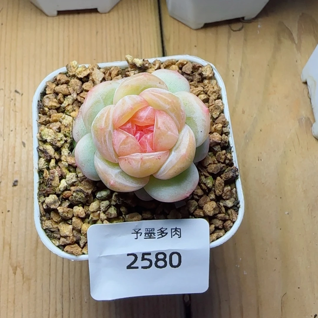 孤品珍妮，2580多肉植物