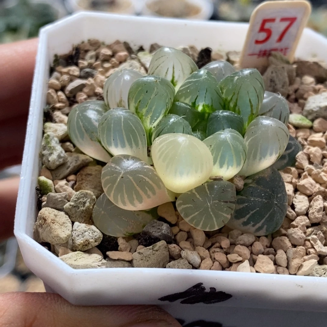 57号姬玉露锦带盆发货多肉