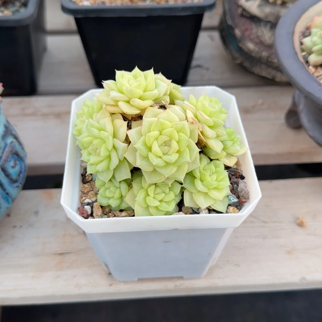 精品白天鹅麦秆群老桩