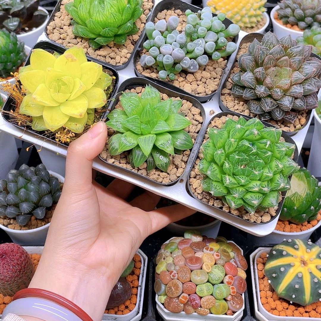 玉露六件套多肉，原盆