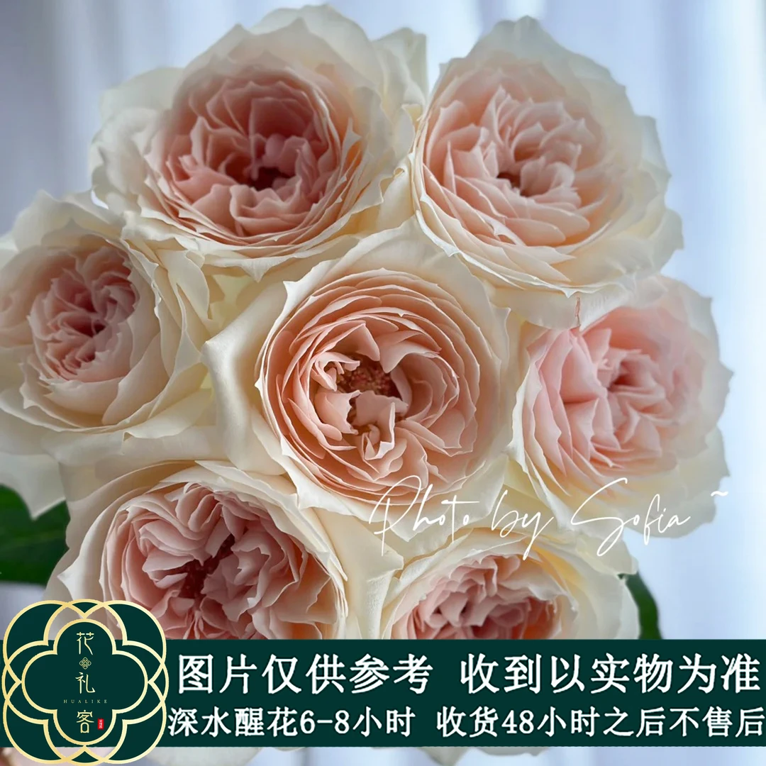 云花巷# 【俏溪阳基地系列】稀有小众品种