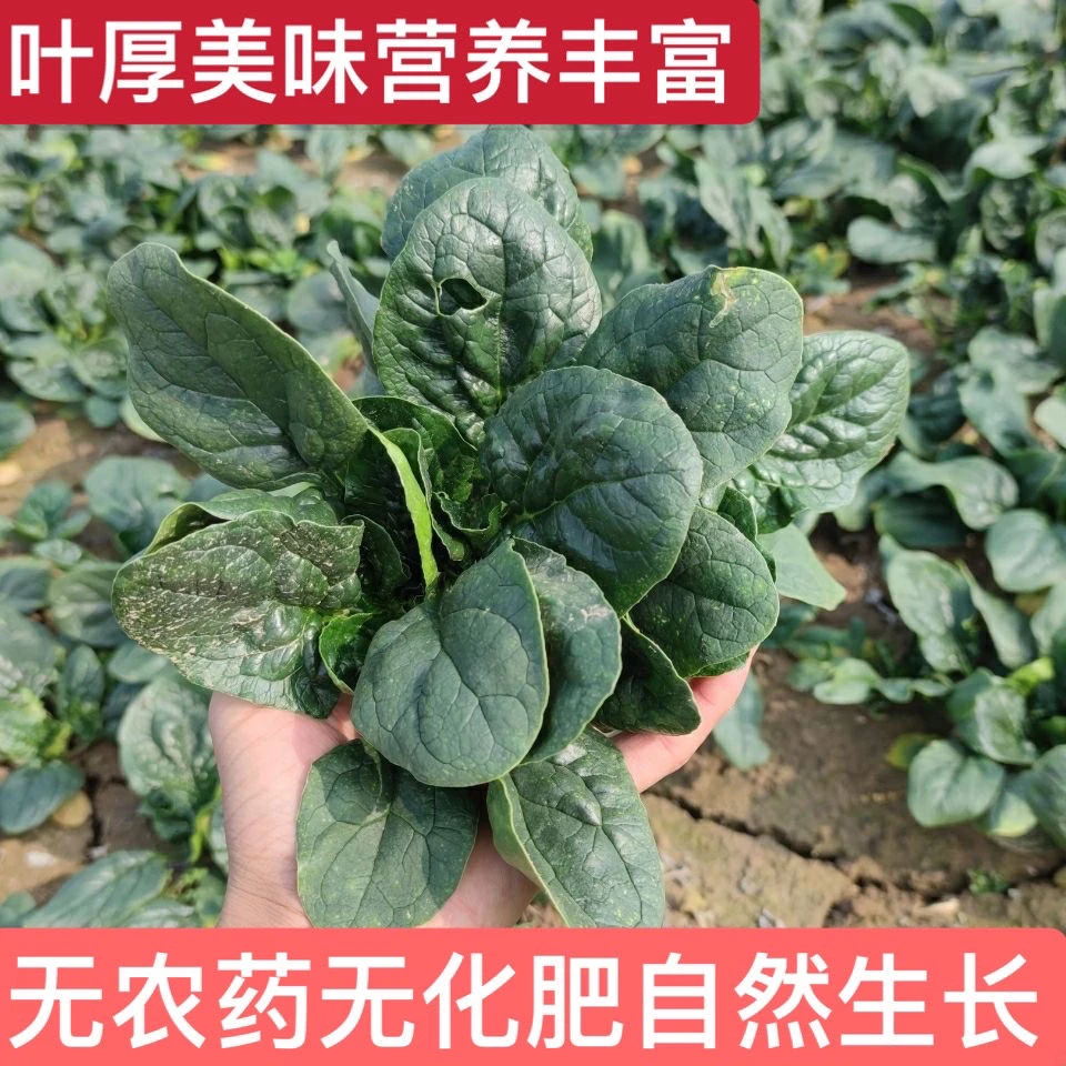 （河南-小齐同学）河南露天霜打红根矮秆趴地小菠菜新鲜现挖现发
