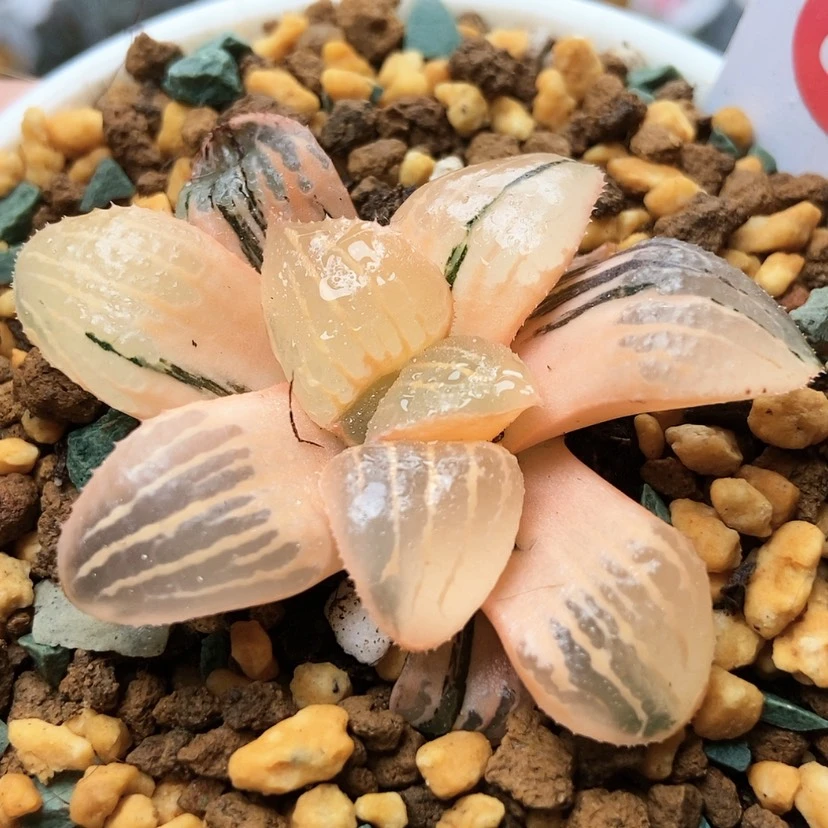 【闪购商品】香瓜岛84