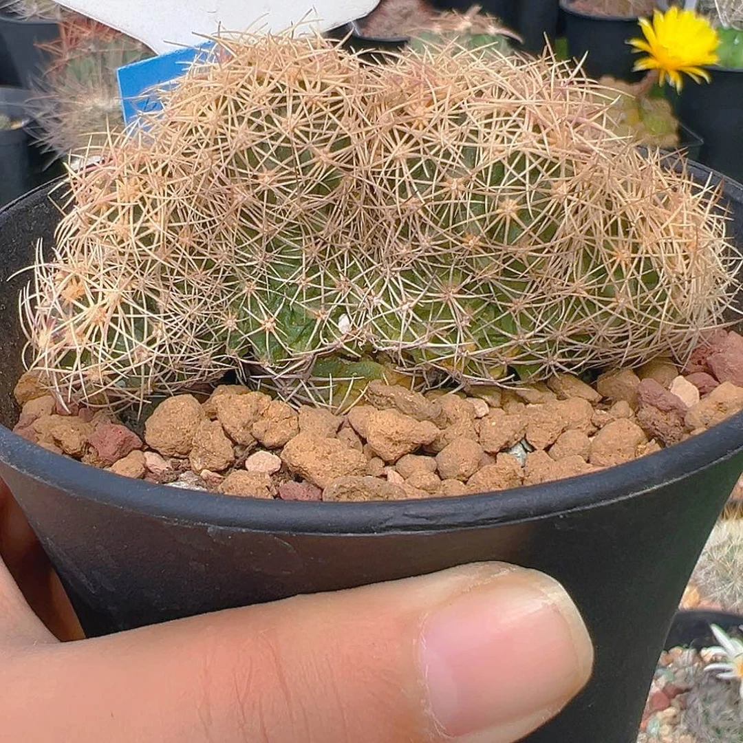7085大统领缀化实生裸根发