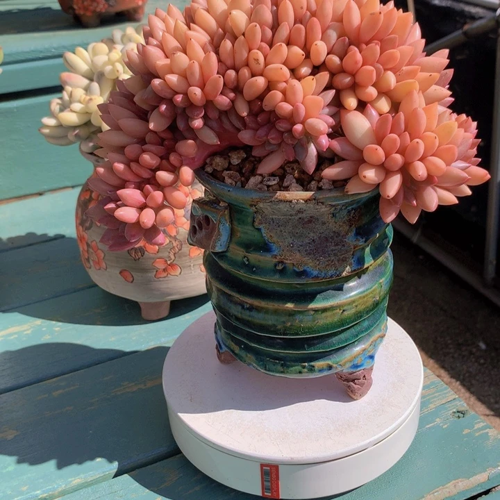 桃花源自然小树无砍群
