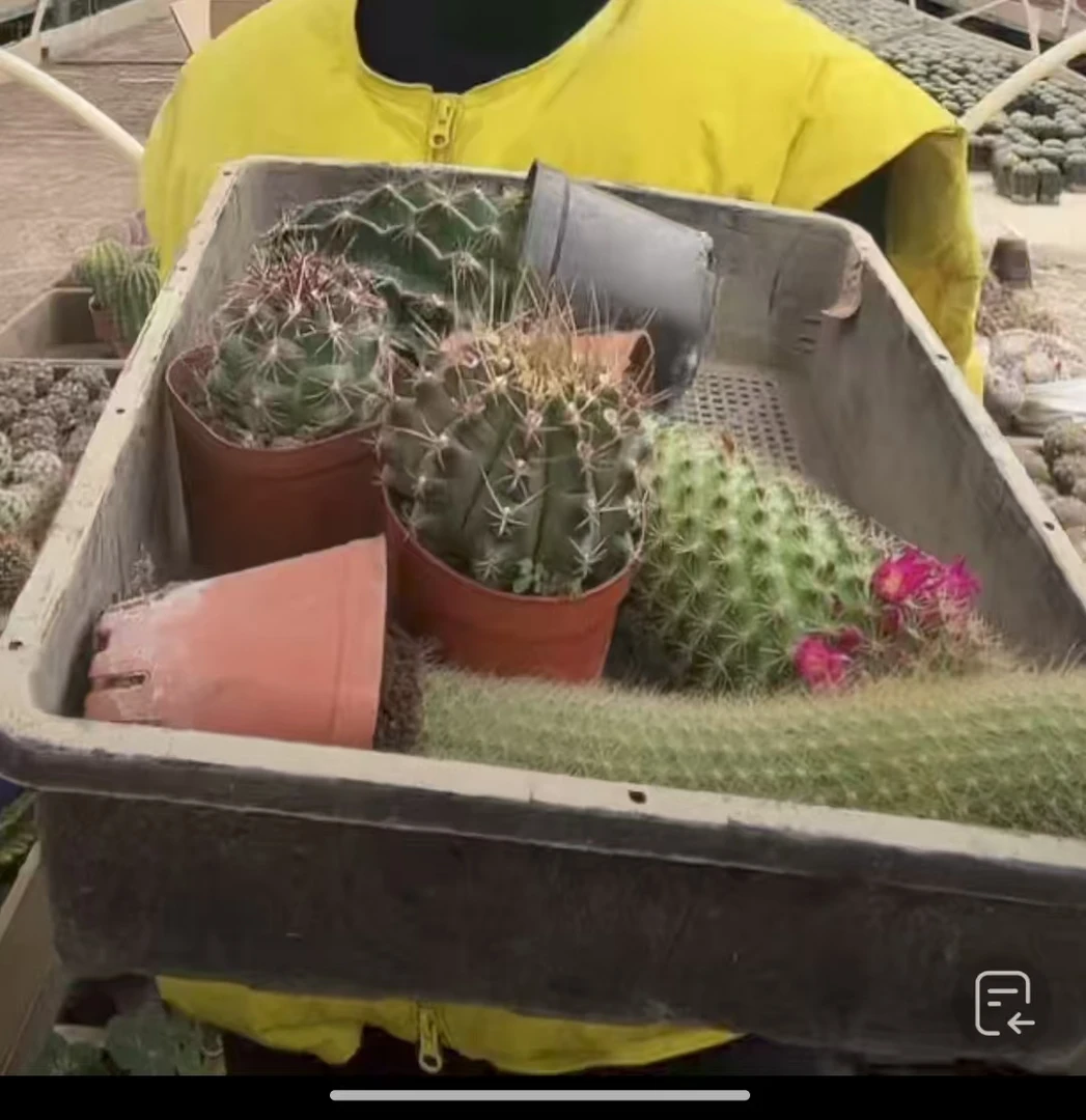 二妹园艺（5棵组合）好花色仙人球满18包邮随机发