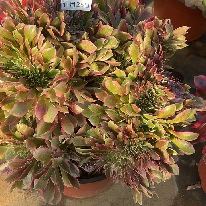 11.25/27女神缀多肉植物1