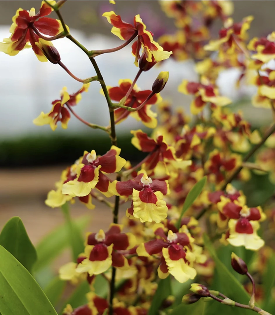 文心兰[三色天香]文心兰盆栽好养活