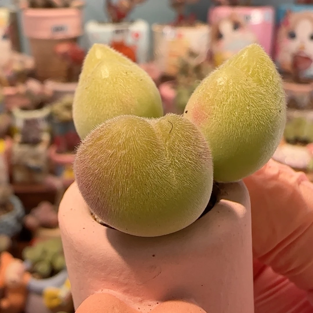 可爱毛翠 盆口2.5cm