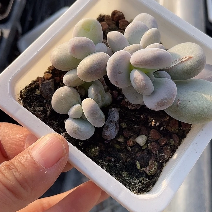 ξ****一我一拍满18包邮