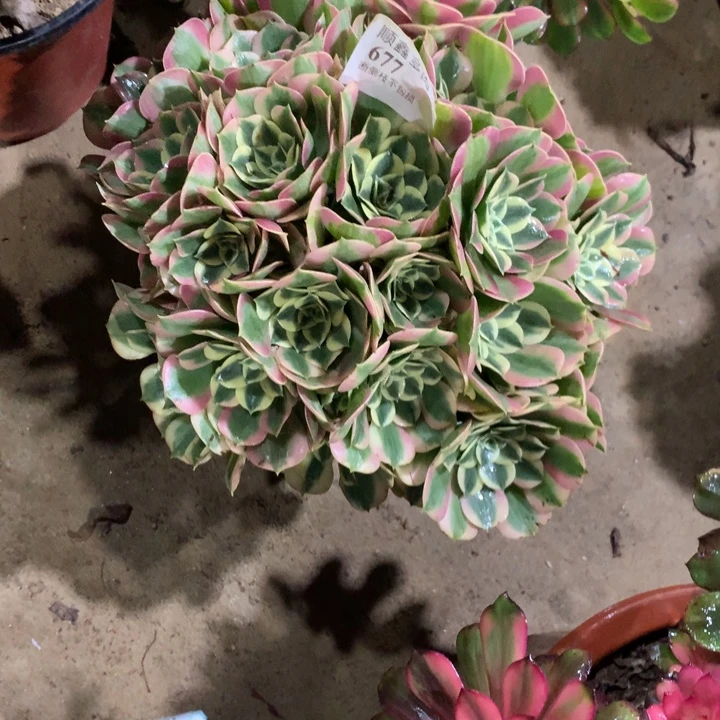 677白凤多肉植物特价