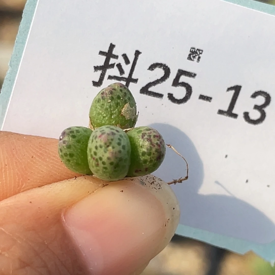 25-13草莓斑马肉锥