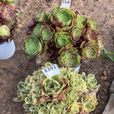 多肉植物迈巴赫花月夜