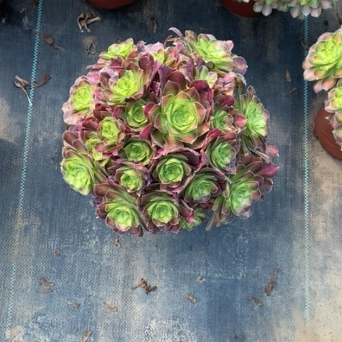 韶华29多肉植物法师