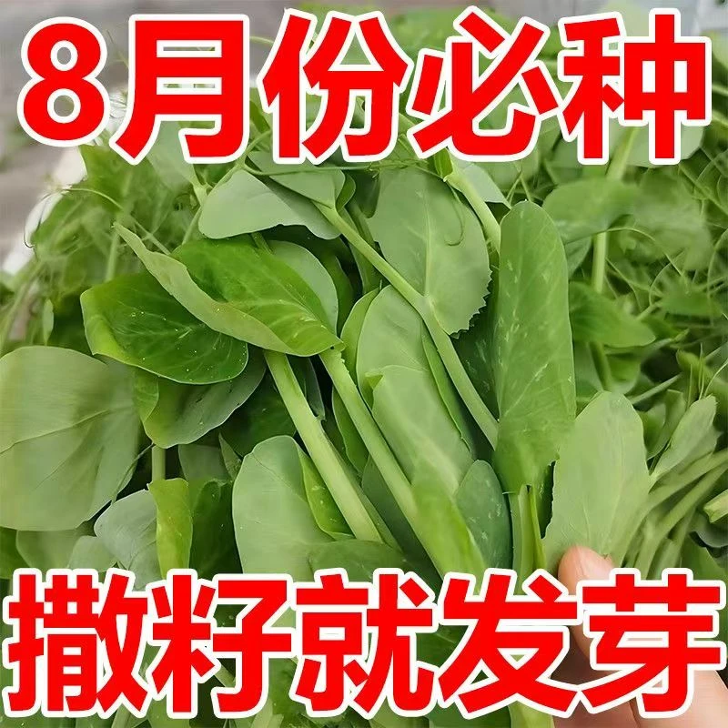 豌豆苗种子鲜嫩水培豌豆尖种籽春秋季青菜籽种阳台盆栽