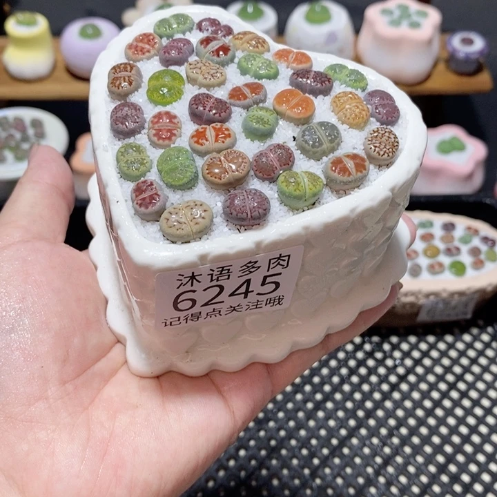 带盆土植物 一物一拍 6245