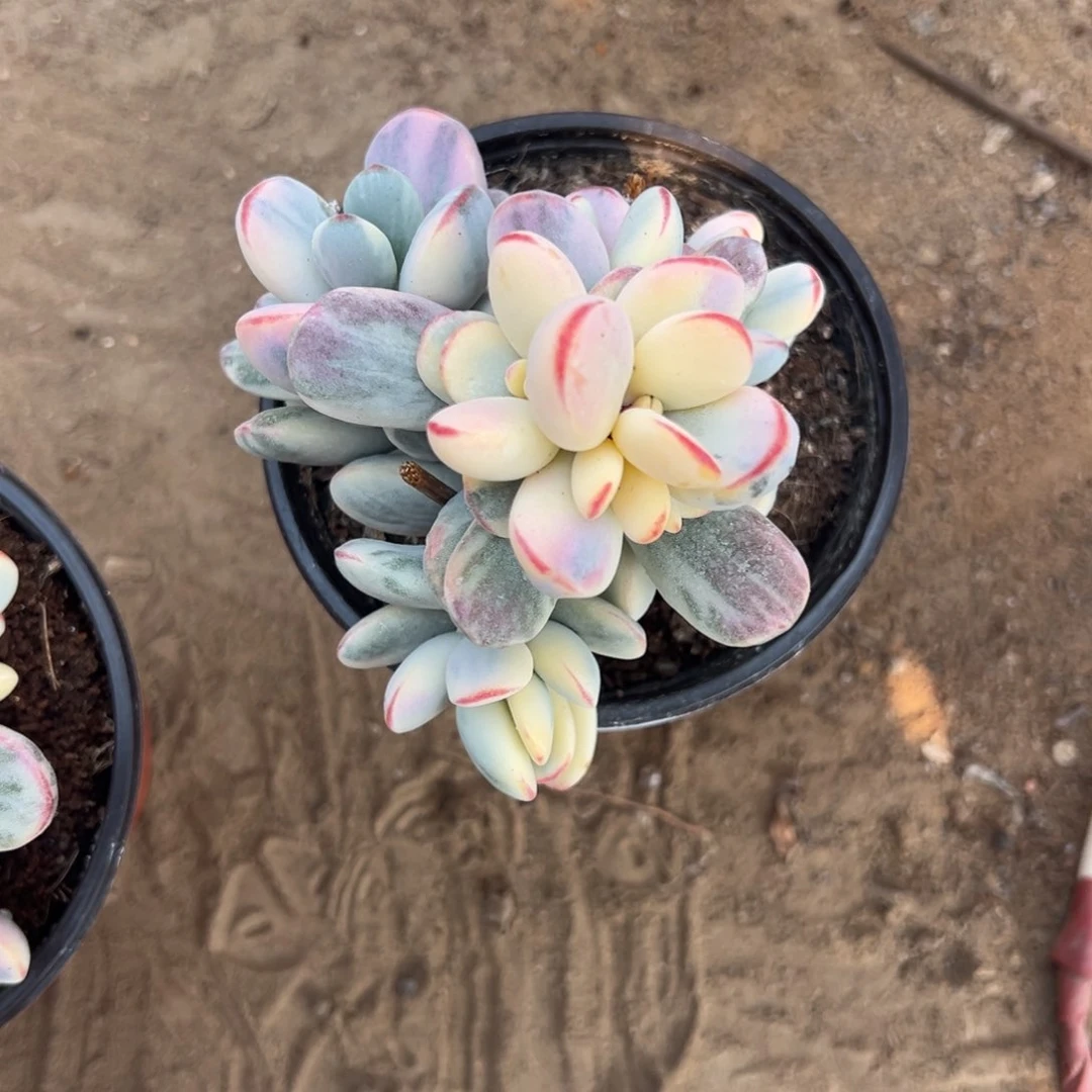 花***p多肉乒乓福娘锦2431号