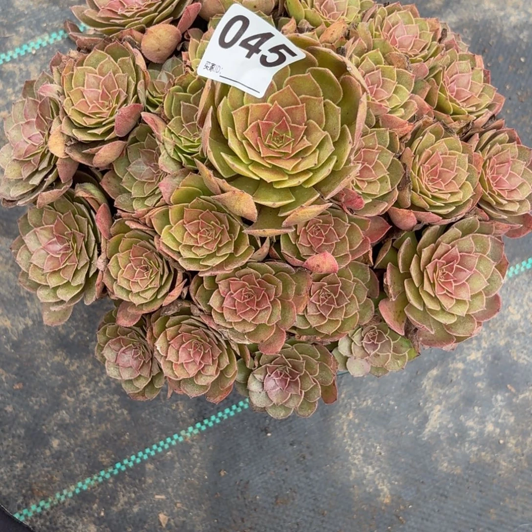 045红魔多肉植物发货