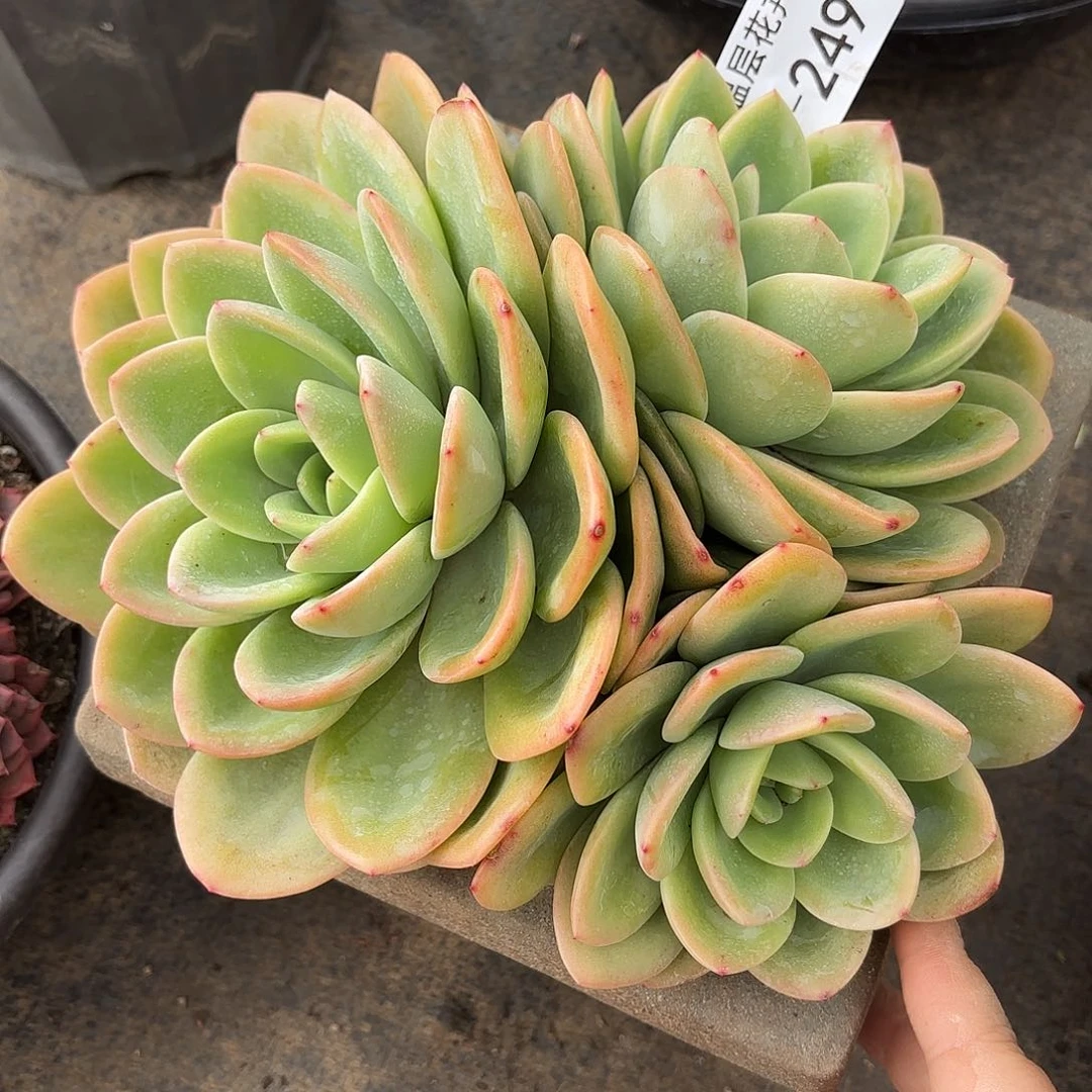 同温层多肉旋凤249