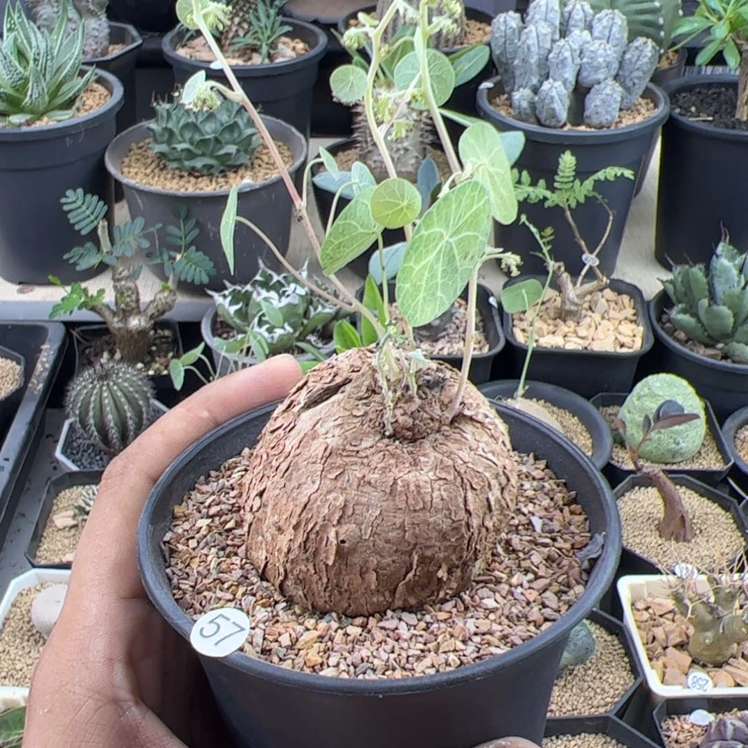 冰蓝龟5.3一物一拍