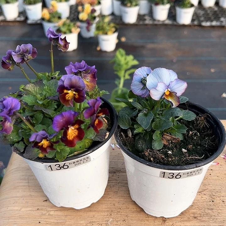 水晶抖音直播闪拍136