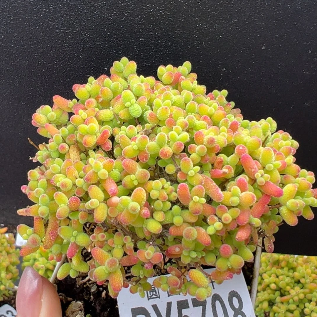 dy5708精控蜜橘糖球冠幅7cm