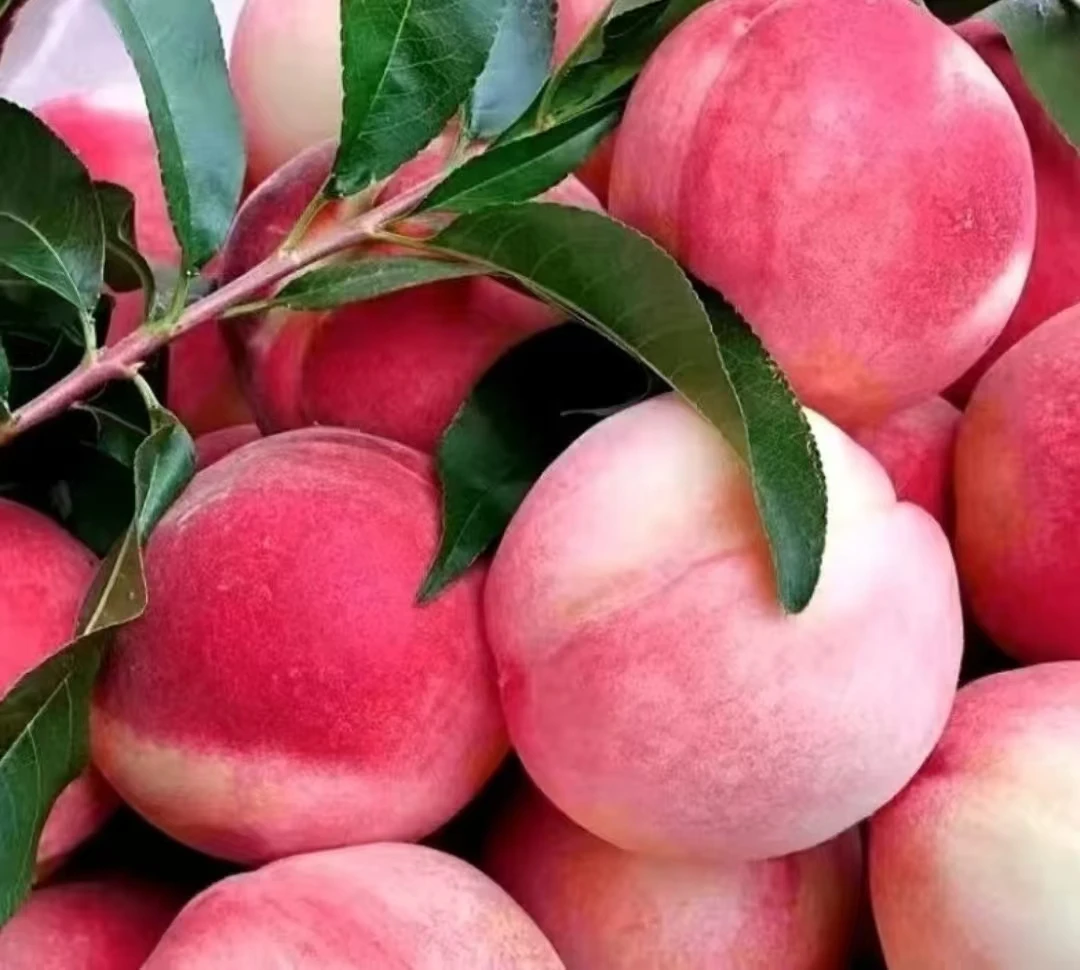 精品北京7号水蜜桃 软硬两吃  现摘现发 顺丰包邮