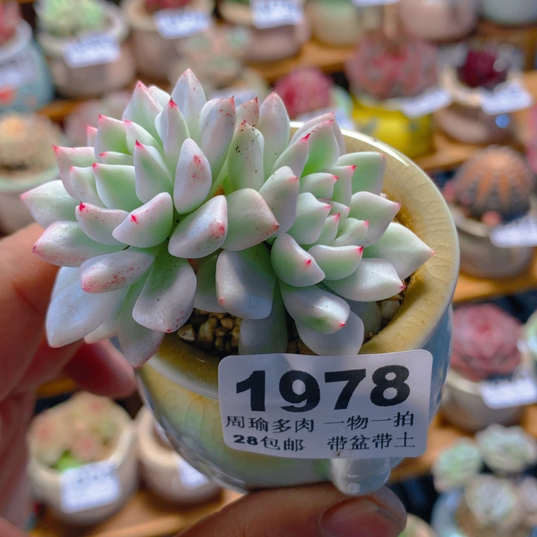 1精控多肉植物1978