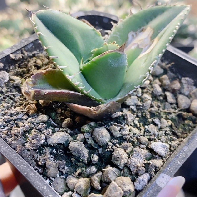 【闪购商品】书*?蚩尤多肉