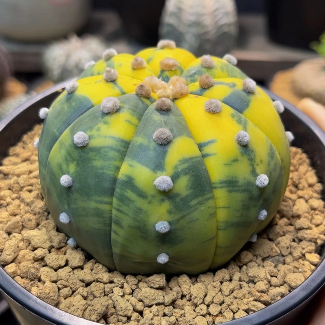 兜锦Zzzzzzzzzzzzzzzzs