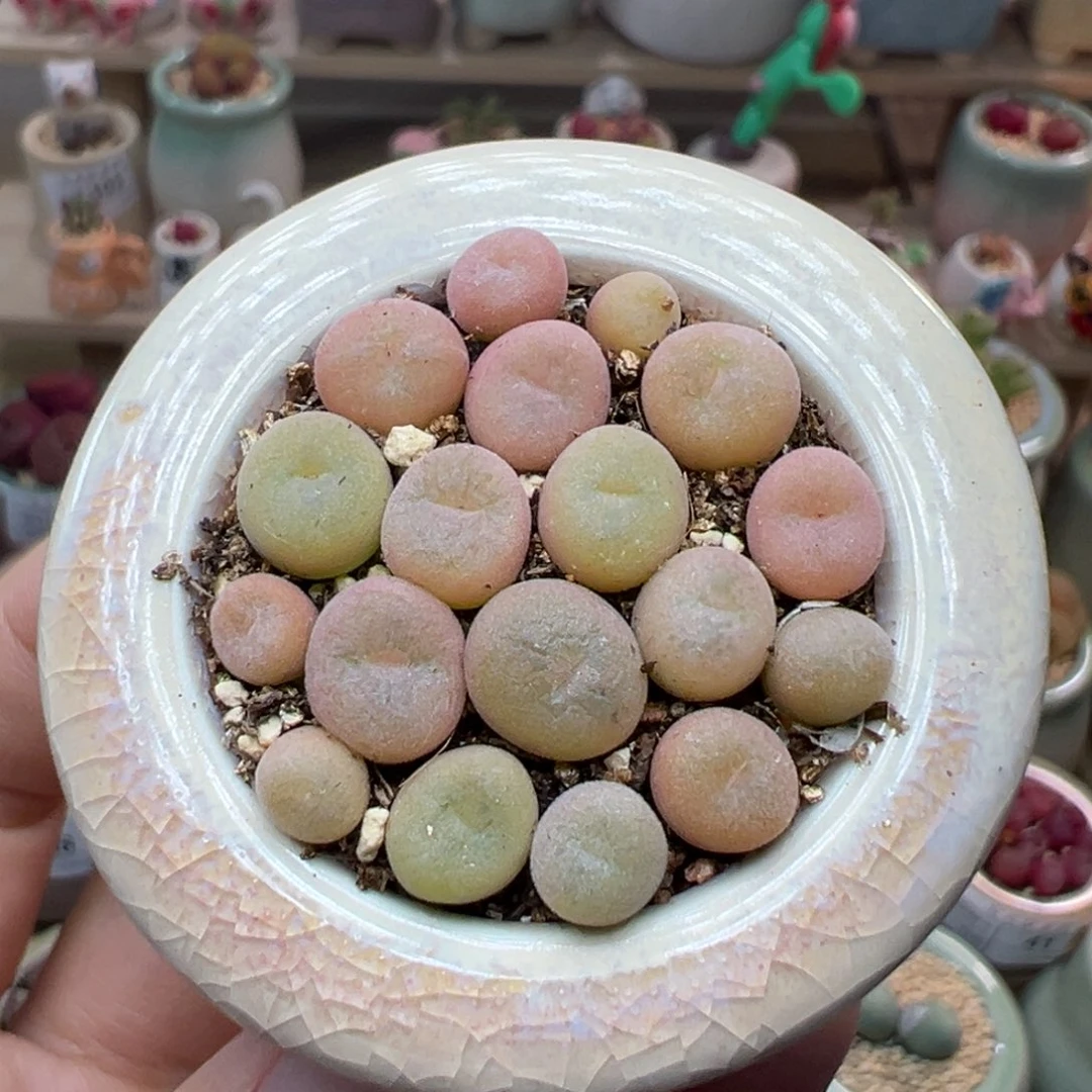 多肉植物104号空卡佛