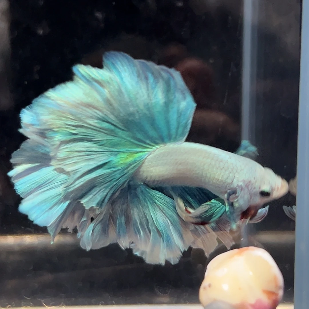 斗鱼27号绿野仙踪清货价