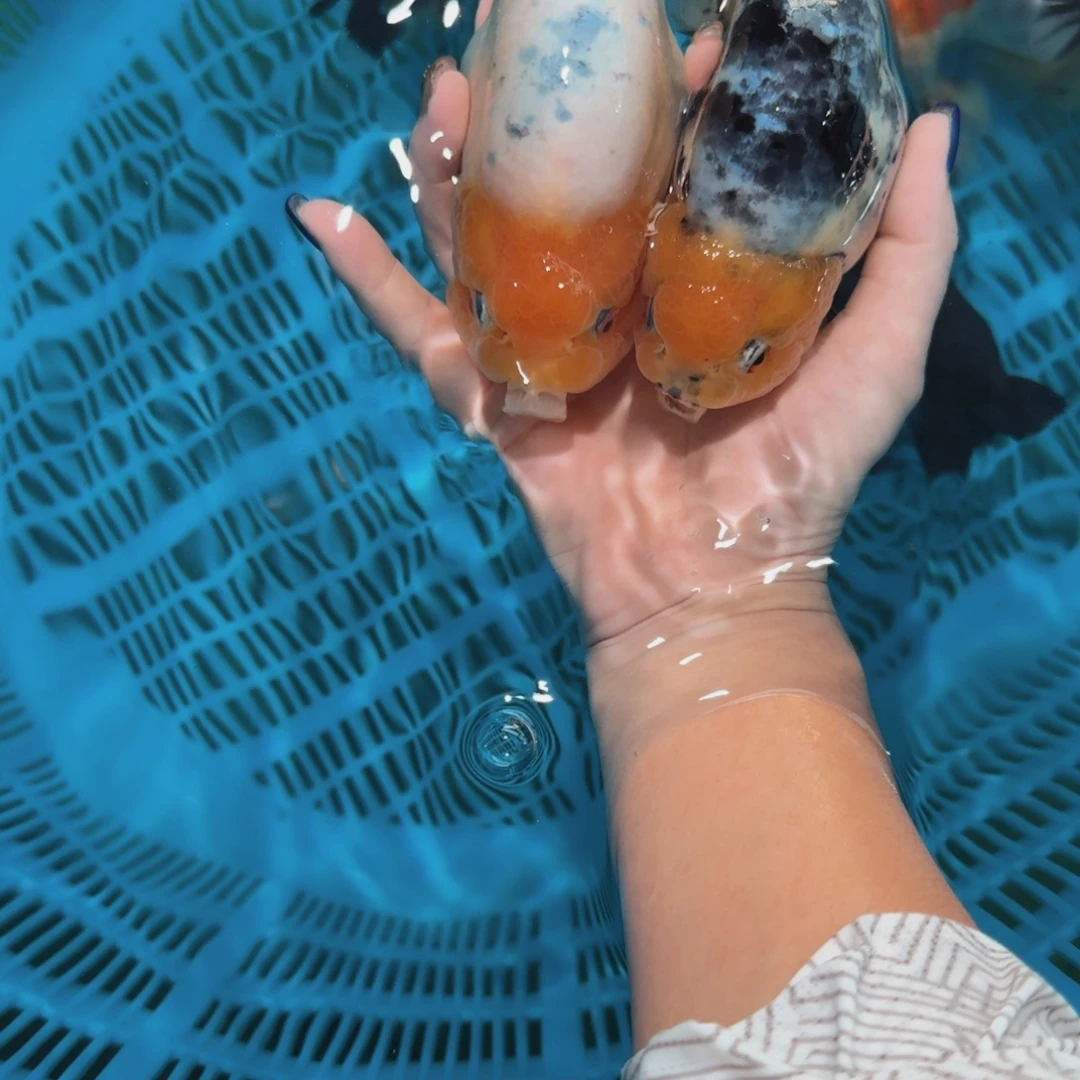金鱼大体压成兰寿