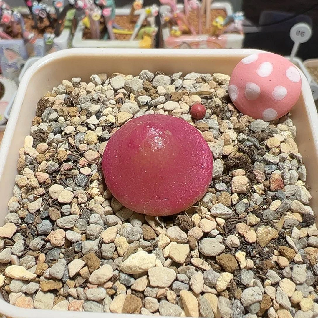 灯泡尺寸2.6微次福利