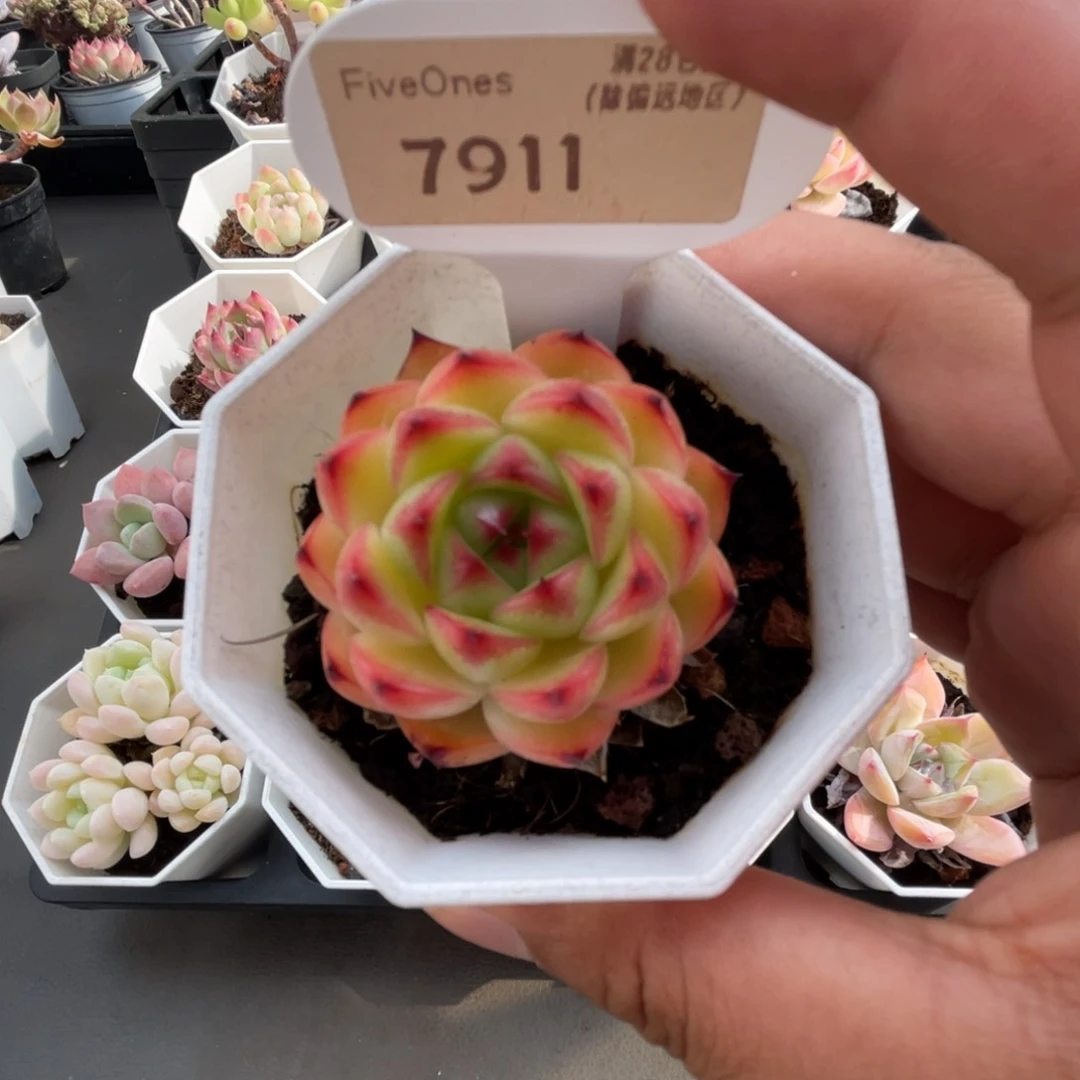 7911月亮石4.5厘米