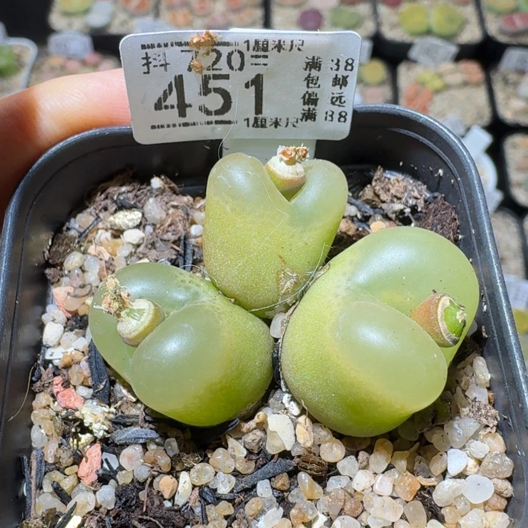 Sss清仓大放送451