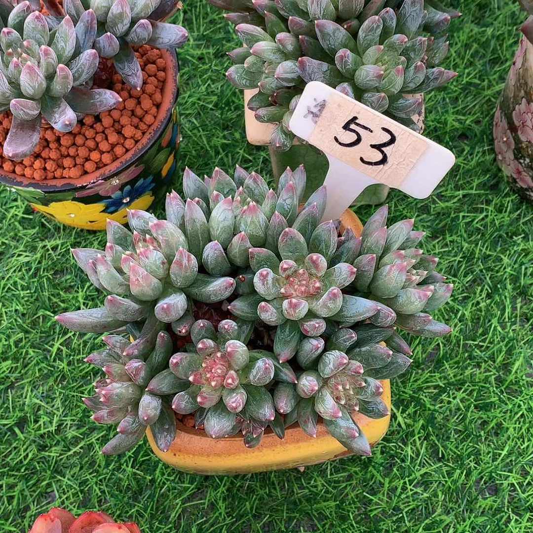 A****）美人系多肉植物12121