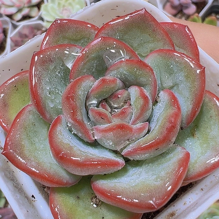奶油泡芙19包邮多肉
