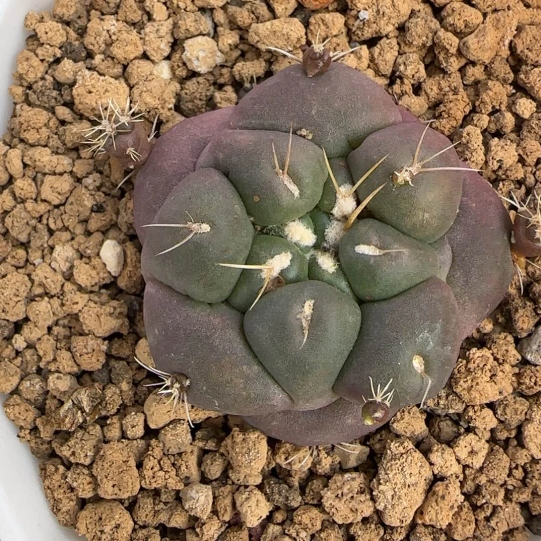 夏***了0507萝卜根蜘蛛之眼多肉3.2