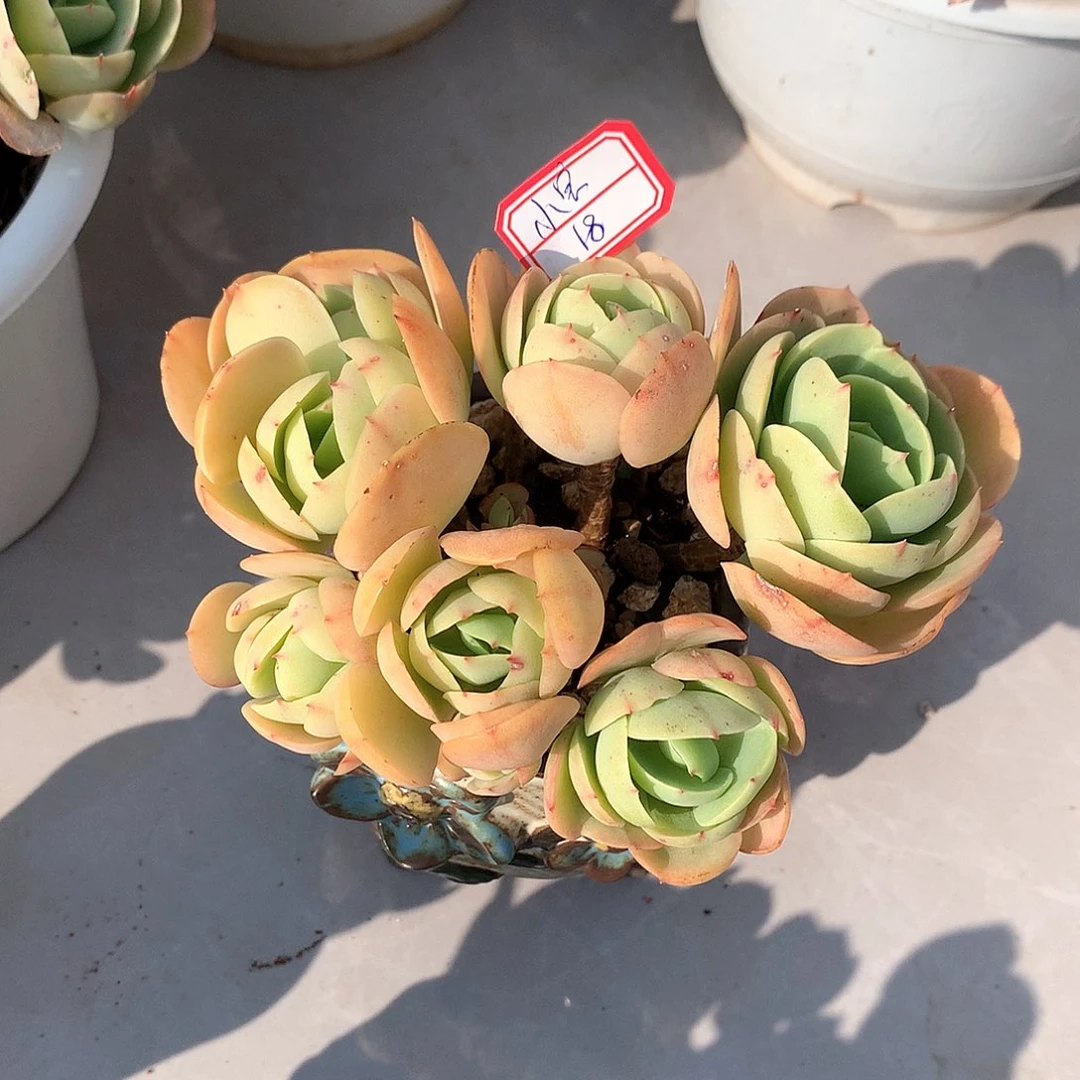 鸡蛋碧桃多肉植物