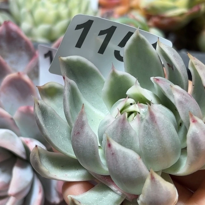 头盖多肉植物满18包邮