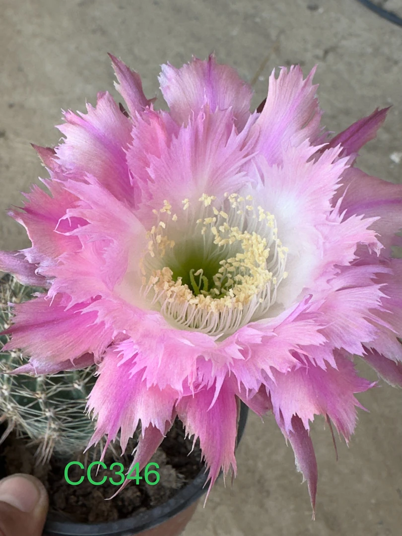 彩草无根侧芽歪CC346