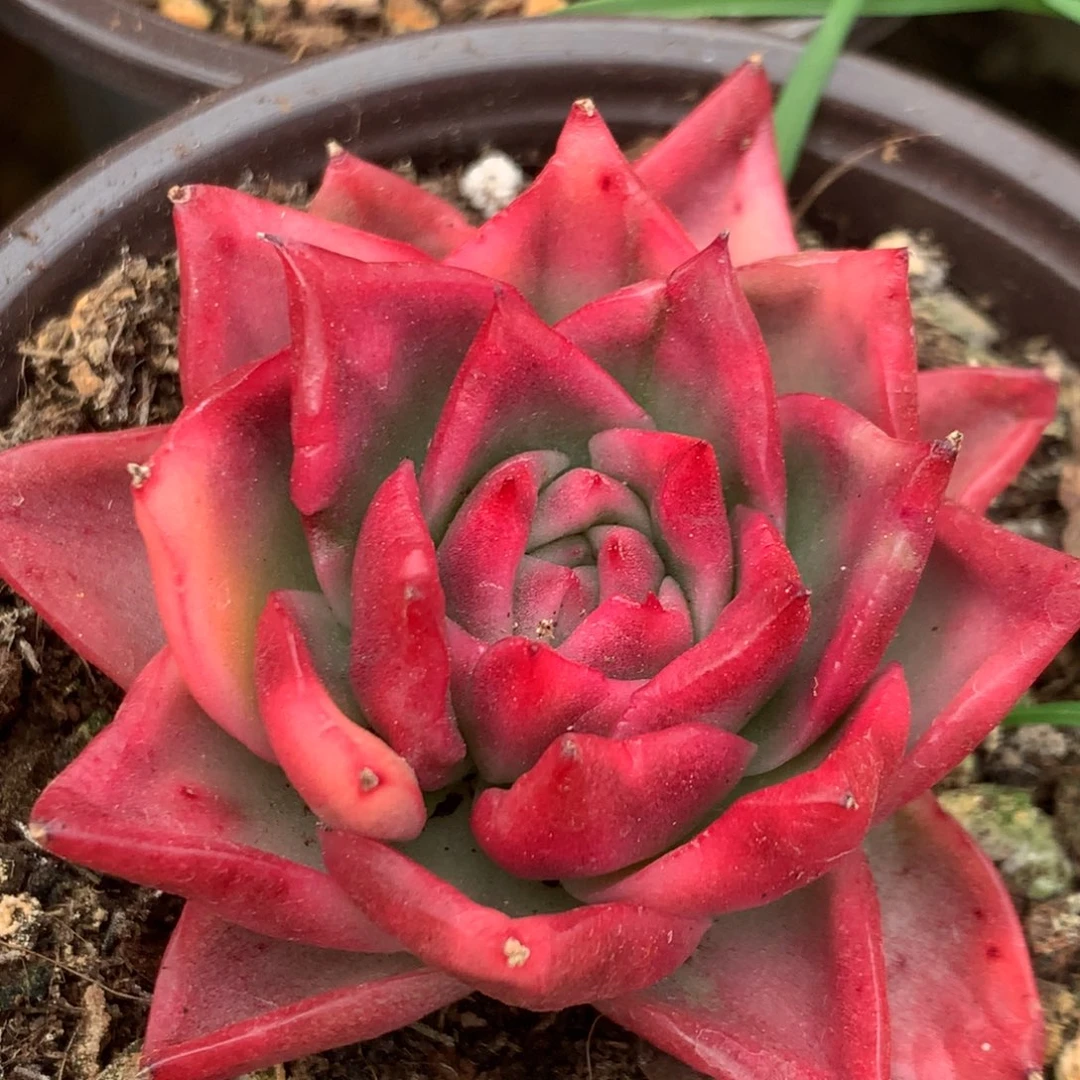 弗兰克头盖锦锦锦锦锦